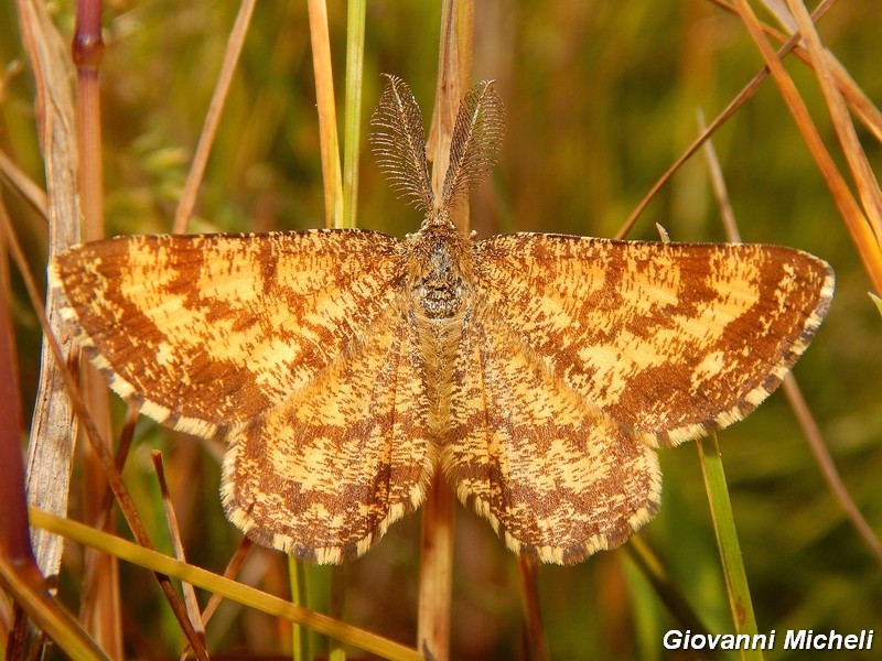 Ematurga atomaria : invasione!!!